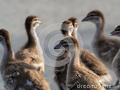 Closeup shot of a group of adorable ducklings under the sun Stock Photo