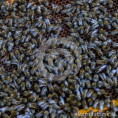 Closeup shot of a group of bees on a beehive Stock Photo