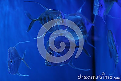 Closeup shot of a group of fish in the blue water Stock Photo