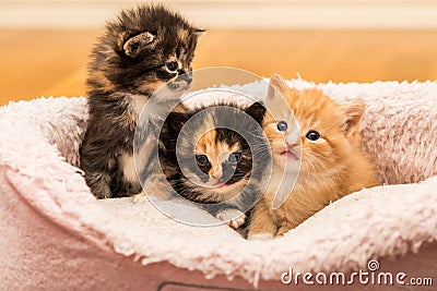 Closeup shot of a group of kittens in a soft bed at home Stock Photo