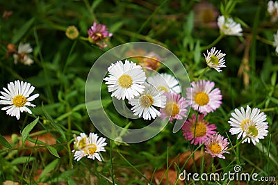 Beautiful group of Pink and White Dandelions Stock Photo