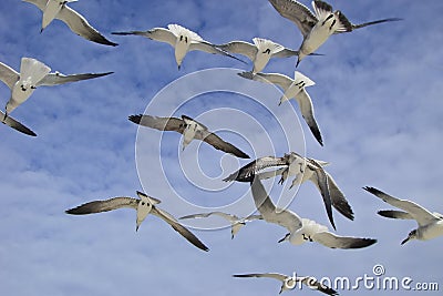 Closeup shot of a group of seagulls flying in the blue sky Stock Photo