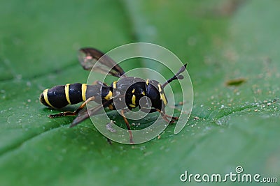 Closeup shot of a harmless hoverfly mimicking wasp on a green leaf Stock Photo