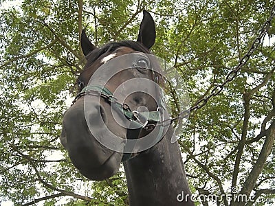 Closeup shot of the head of the Arabian or Arab horse Stock Photo