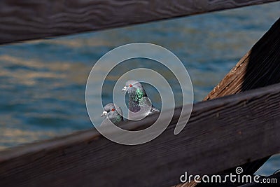 Closeup shot of the heads of two beautiful gulls behind a wooden fence Stock Photo