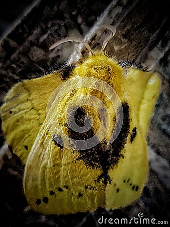 Closeup shot of Heart shaped yellow Moth, butterfly Editorial Stock Photo