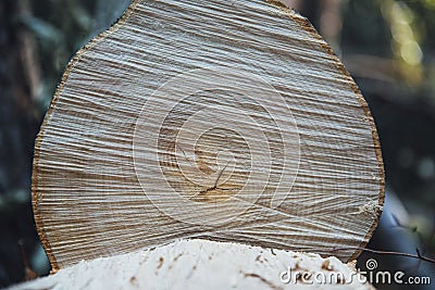 Closeup shot of the heartwood of a tree trunk in the middle of the forest Stock Photo