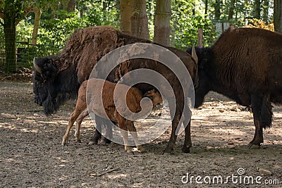 Closeup shot of a herd of bison with a calf feeding from the cow from the Osnabruck zoo in Germany Stock Photo