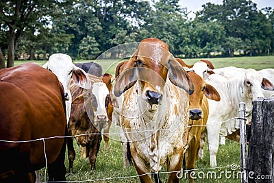 Closeup shot of a herd of Brahman cattle in a green farm Stock Photo