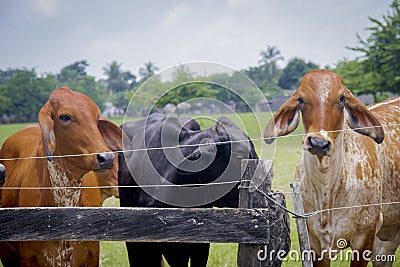 Closeup shot of a herd of Brahman cattle in a green farm Stock Photo