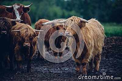 Closeup shot of a herd of brown bulls walking on a gloomy day Stock Photo