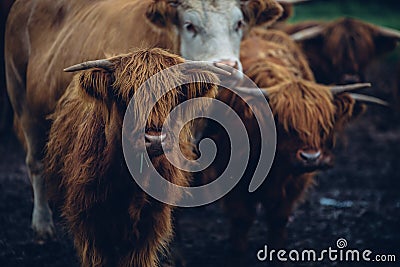 Closeup shot of a herd of brown bulls walking on a gloomy day Stock Photo