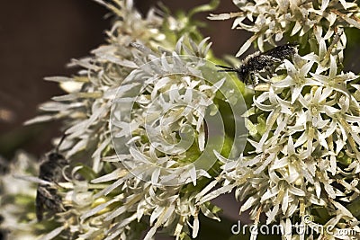 Closeup shot of Hermetia illucens flower Stock Photo