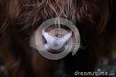 Closeup shot of a highland cattle& x27;s face during the day Stock Photo
