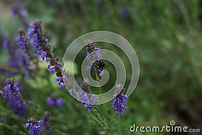A closeup shot of a honeybee on a purple lavender flower with a blurred background. Stock Photo