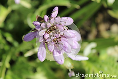 Closeup shot of a Hosta flower with a blurred background Stock Photo