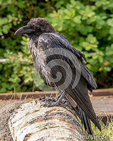 Closeup shot of an Icelandic raven on a blurred background Stock Photo