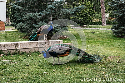 Closeup shot of Indian peafowls in a zoo Stock Photo