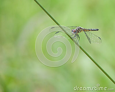 Closeup shot of a juvenile Blue Dasher dragonfly perched on a green leaf in natural light Stock Photo