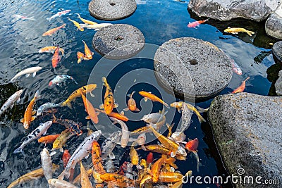 Closeup shot of a koi fish pond with stone steps in the Spirited Garden on Jeju Island Stock Photo