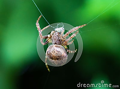 Closeup shot of a large brown spider hanging from silk strings Stock Photo