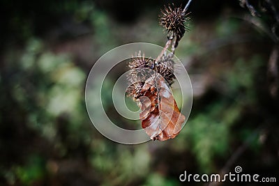 Closeup shot of a leaf on spiked plants Stock Photo