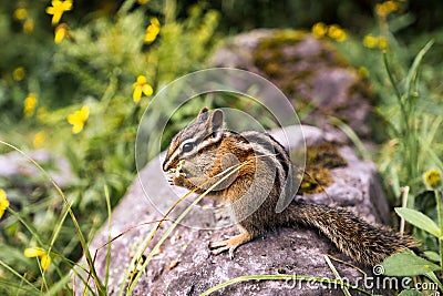 Closeup shot of a least chipmunk (Neotamias minimus) eating grass on the rock Stock Photo