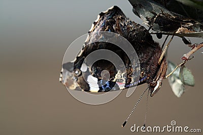 Closeup shot of a Lepidoptera butterfly with dark wings Stock Photo