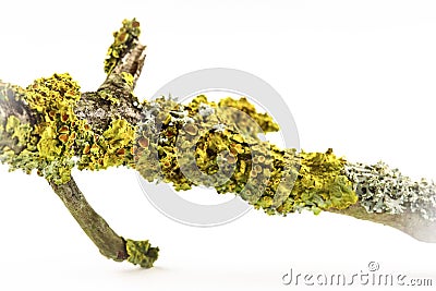 Closeup shot of lichen on the bark of a tree on white background Stock Photo