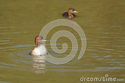 Closeup shot of little grebes in the water Stock Photo