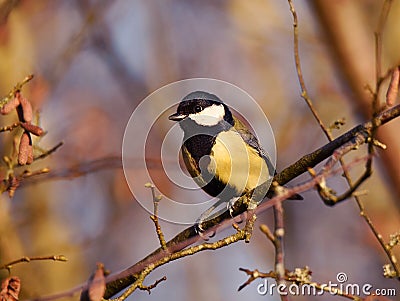 Closeup shot of a little titmouse perched on a tree branch Stock Photo