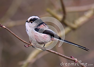 Closeup shot of a little titmouse perched on a tree branch Stock Photo