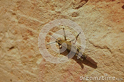 Closeup shot of a locust on a stone Stock Photo