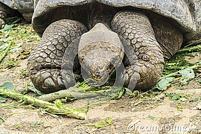 Closeup shot of a lonesome George giant turtle in Galapagos islands Stock Photo