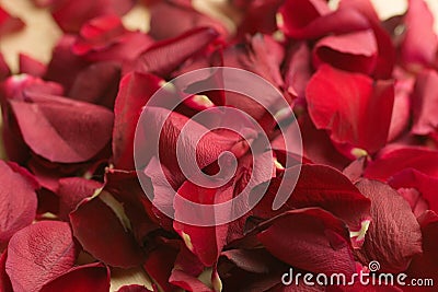 Closeup shot of a lot of rose petals - great for a romantic background Stock Photo