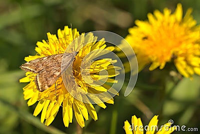 Closeup shot of a Loxostege sticticalis moth on a yellow dandelion (Taraxacum) Stock Photo
