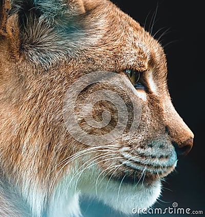 Closeup shot on a lynx face from the sideview against blur background Stock Photo