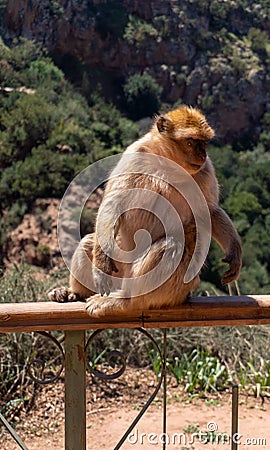 Closeup shot of a macaques Stock Photo