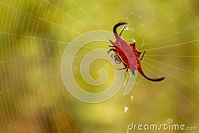 Closeup shot of the Macracantha spider Stock Photo