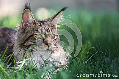 Closeup shot of a majestic tabby maine coon cat in grass Stock Photo