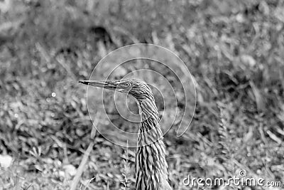 Malagasy pond heron, Chinese pond heron in nature Stock Photo