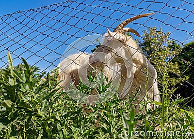 Closeup shot of a male Saanen goat behind an interlink fence on a farm Stock Photo