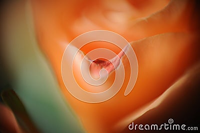 Closeup shot of a mesmerizing beautiful orange rose Stock Photo