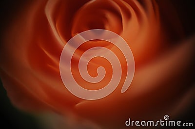Closeup shot of a mesmerizing beautiful orange rose Stock Photo