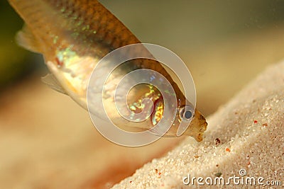Closeup shot of a million fish in the aquarium approaching the sand Stock Photo