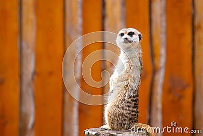 Closeup shot of a mongoose looking ahead with a brown woods on the background Stock Photo