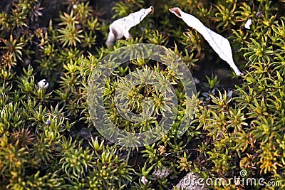 Closeup shot of moss plants in the fields Stock Photo