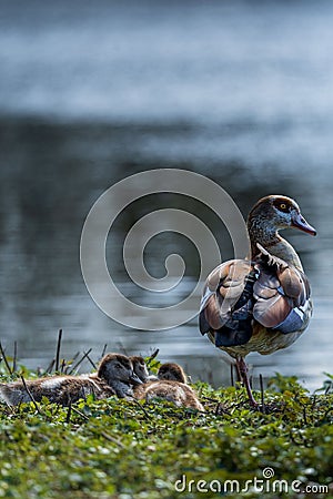 Closeup shot of a mother egyptian goose near its babies on a lake shore Stock Photo