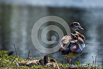 Closeup shot of a mother egyptian goose near its babies on a lake shore Stock Photo