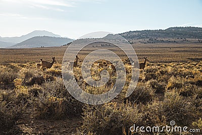 Closeup shot of Mule deer in the Sierras Nevada Stock Photo